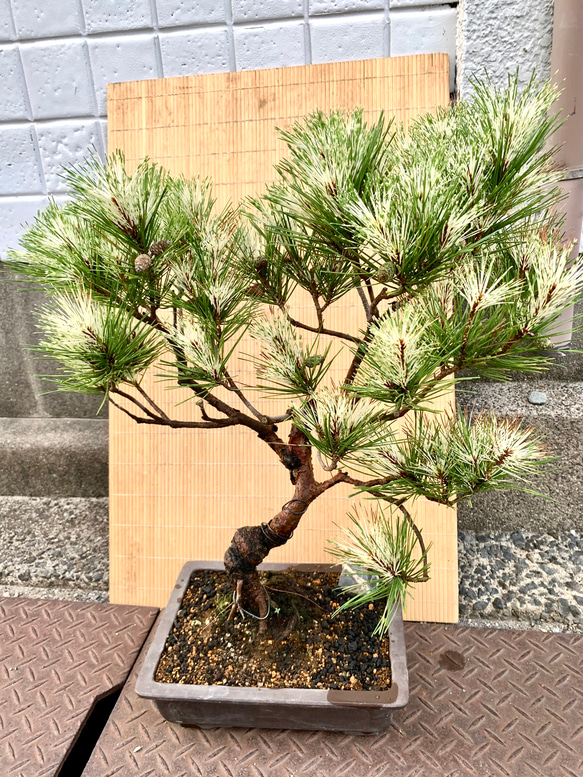 蛇の目松の盆栽　高さ80センチ 蛇の目松の盆栽　高さ80センチ R1630971603(12500円)