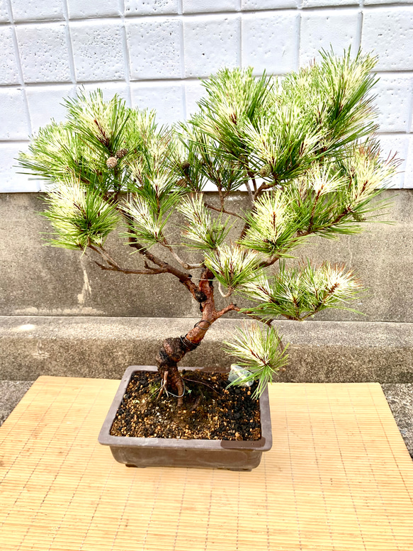 蛇の目松の盆栽　高さ80センチ 蛇の目松の盆栽　高さ80センチ R1630971603(12500円)