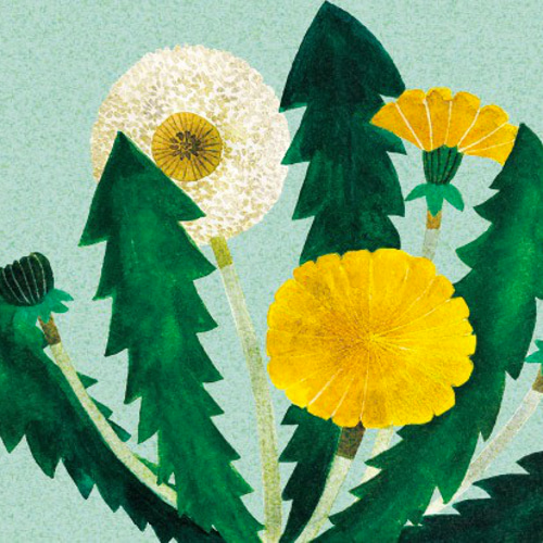 絵本の世界/たんぽぽ》インテリアポスター 272×242mm ※色紙サイズ (A4