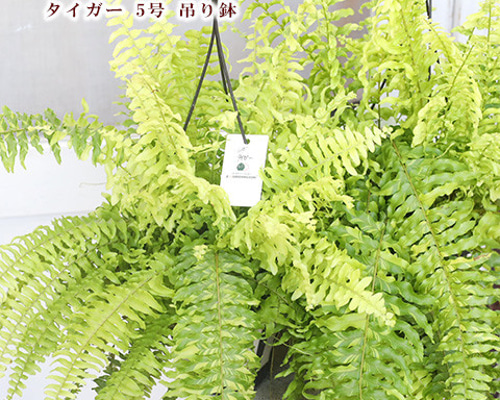 観葉植物 ネフロレピス タイガー 5号 吊り鉢 シダ 日陰 吊るす