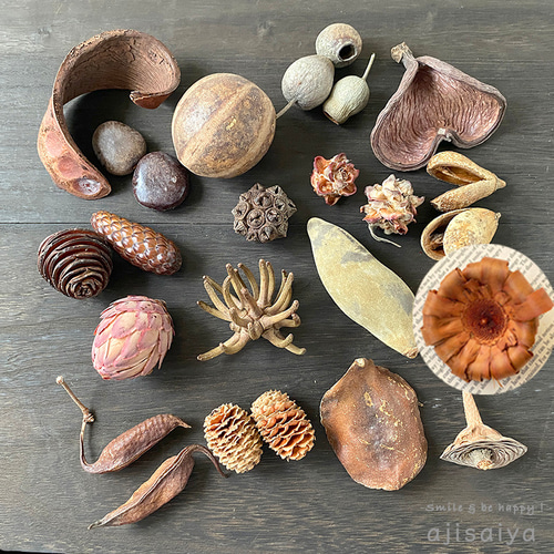 再入荷 】世界の珍しい木の実アソートセット 全18種入り ＜ ハロウィン