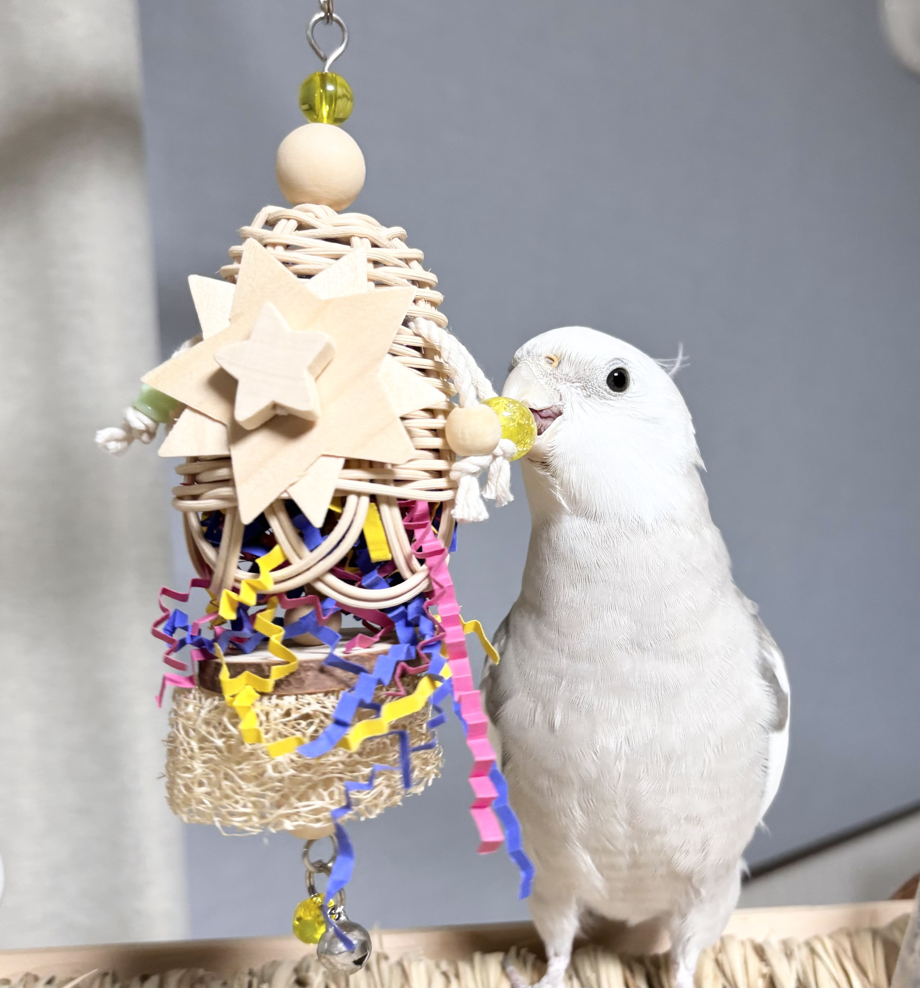 鳥飼育用品