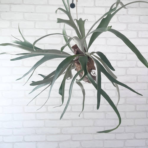 大株 ビカクシダ ビーチー ワイルド コウモリラン ベイチー