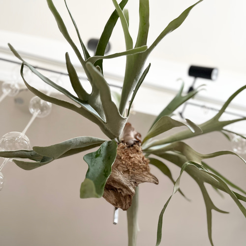 ビカクシダ コウモリラン ビーチー ビーチー群生 流木付け 観葉植物