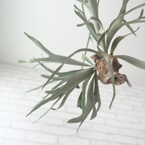 yuu　ビカクシダ ビーチーシルバー　壁掛け用 観葉植物 yuu様専用 ビカクシダ ビーチーシルバー 壁掛け用 観葉植物