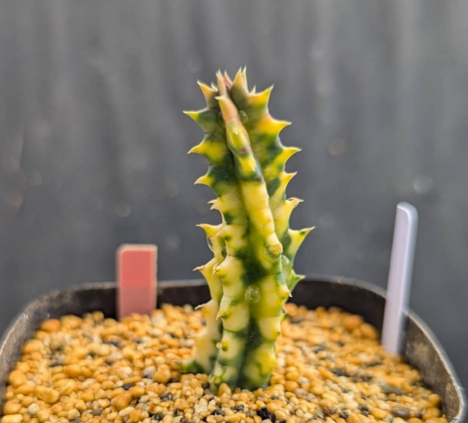 レア✨フエルニア ヒスロピー 抜き苗 【公式通販】