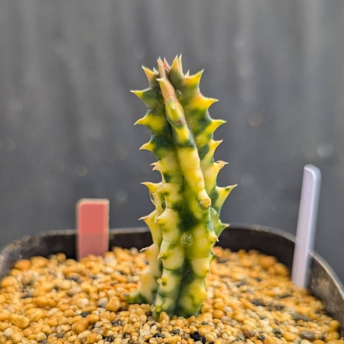 レア多肉植物シリーズ・フェルニア属・ゼブリナ錦inわけけのお店