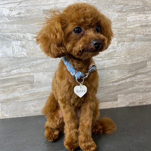【予約】 日本製 ペットチョーカー デニムチョーカー 迷子札 首輪 犬 犬服・アクセサリー