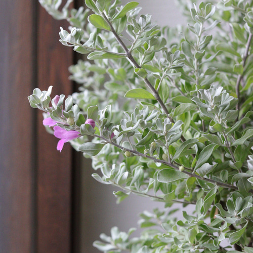 73#多肉植物ア工オニウム❤️レウコブレファラム❤️ 1大頭3小頭