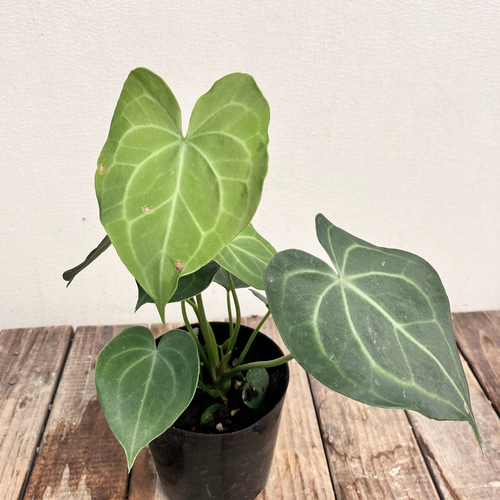 クラリネルビウム＊アンスリウム＊希少種＊観葉植物＊ アートフラワー