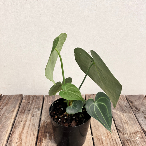 クラリネルビウム＊アンスリウム＊希少種＊観葉植物＊ アート