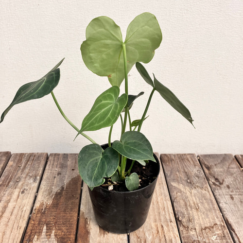 クラリネルビウム＊アンスリウム＊希少種＊観葉植物＊ アート