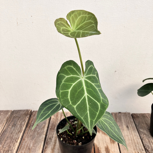 【✳︎】アンスリウム　クラリネルビウム　観葉植物　ハイドロカルチャー　希少品種 アンスリウム（原種）：クラリネルビウム 2号ハイドロカルチャー