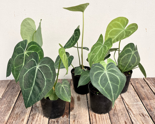 【✳︎】アンスリウム　クラリネルビウム　観葉植物　ハイドロカルチャー　希少品種 ✳︎】アンスリウム クラリネルビウム 観葉植物 ハイドロ