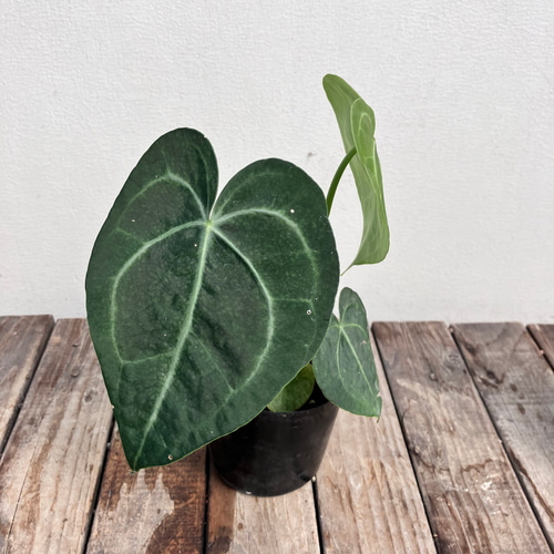 【✳︎】アンスリウム　クラリネルビウム　観葉植物　ハイドロカルチャー　希少品種 ✳︎】アンスリウム クラリネルビウム 観葉植物 ハイドロ
