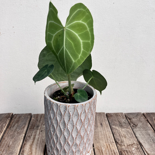 クラリネルビウム＊アンスリウム＊希少種＊観葉植物＊ アートフラワー