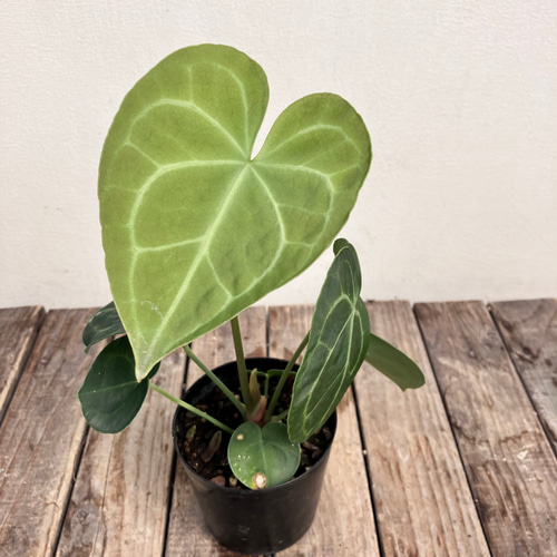 イルセマニー】斑入りフィロデンドロンの最高峰！超希少アロイド