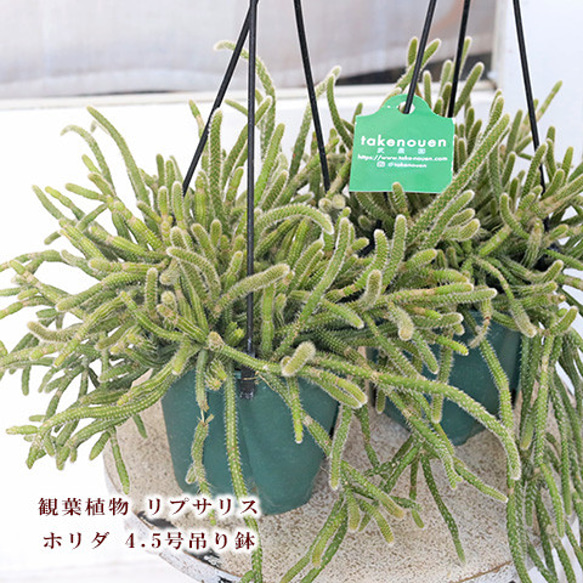現品販売 観葉植物 リプサリス ホリダ 4.5号 吊り鉢 多肉植物