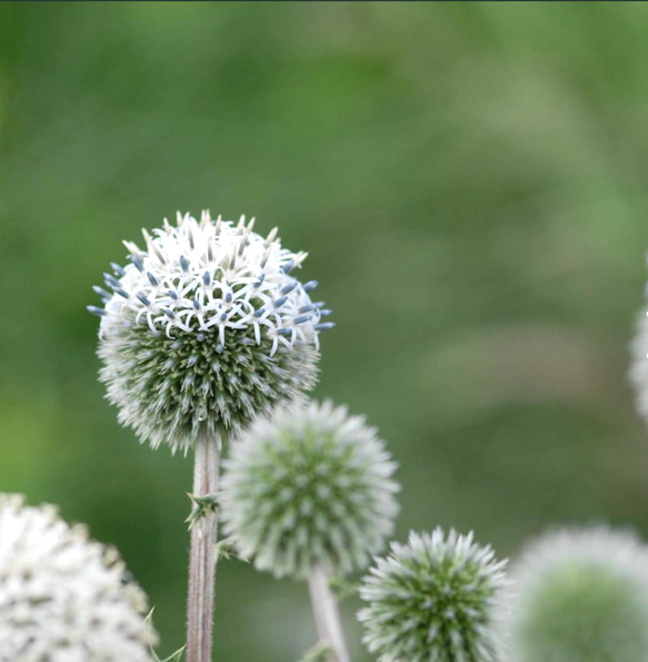 ルリタマアザミ苗 白い真ん丸のお花♡エキノプス アークティックグロー
