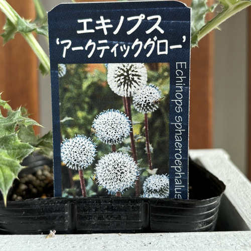 夏☀︎SALE！アナベルとルリタマアザミのキュートなハーフリース 夏☀︎SALE！アナベルとルリタマアザミのキュートなハーフリース