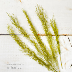 ピーコックグラス　グリーン　【 プリザーブドフラワー 】 2枚目の画像