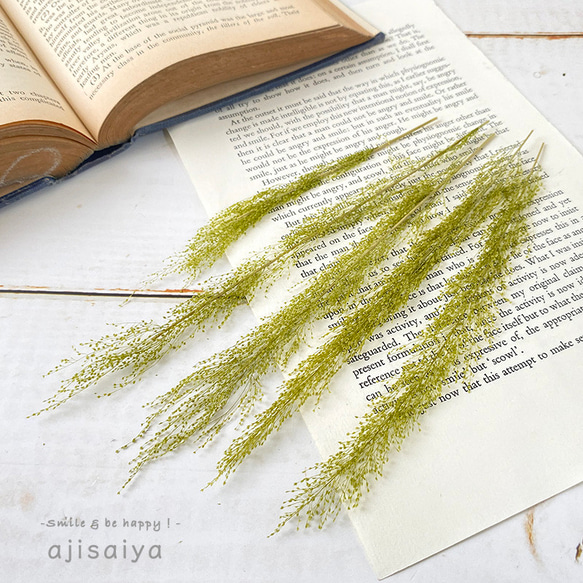 ピーコックグラス　グリーン　【 プリザーブドフラワー 】 1枚目の画像