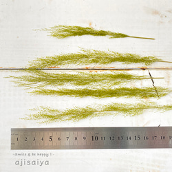 ピーコックグラス　グリーン　【 プリザーブドフラワー 】 3枚目の画像