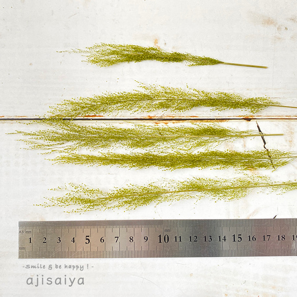 ピーコックグラス　グリーン　【 プリザーブドフラワー 】 3枚目の画像