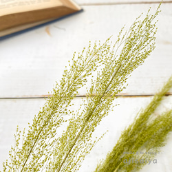 ピーコックグラス　グリーン　【 プリザーブドフラワー 】 5枚目の画像