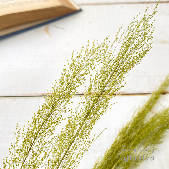 ピーコックグラス　グリーン　【 プリザーブドフラワー 】 5枚目の画像