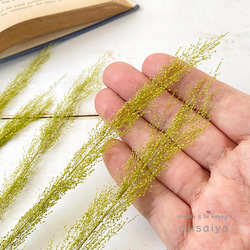 ピーコックグラス　グリーン　【 プリザーブドフラワー 】 4枚目の画像