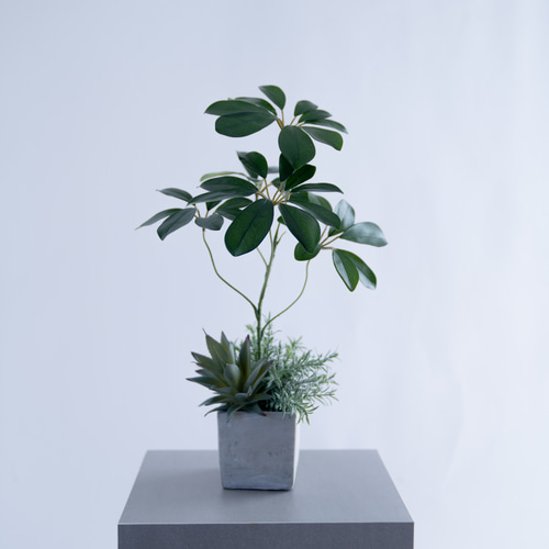 シェフレラとアガベ、ローズマリーの寄せ植えコンクリートポット