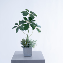 観葉植物A アフェランドラ・スクアローサ「ダニア」 ルートプラスポット植込み 緑