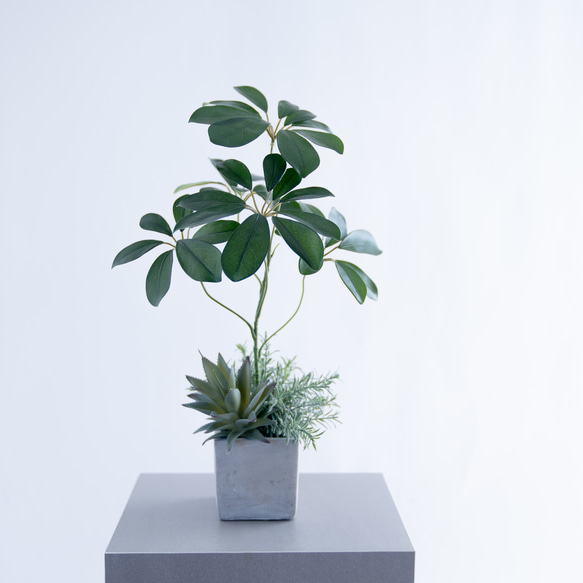 観葉植物　150株以上まとめ売り シェフレラとアガベ、ローズマリーの寄せ植えコンクリートポット