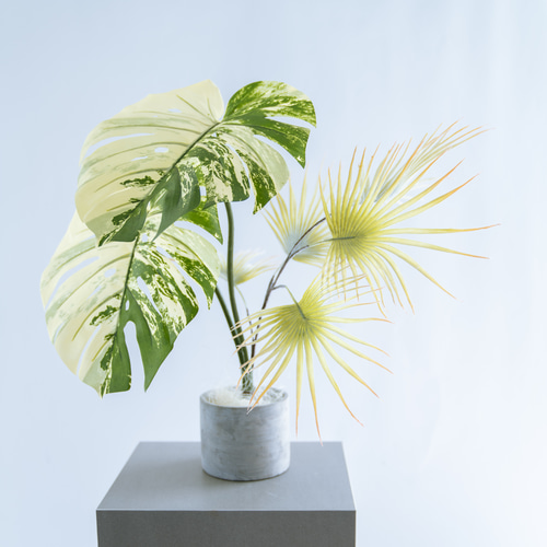 斑入りモンステラとヤシの寄せ植えコンクリートポット（フェイク