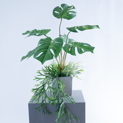 フィカス　アムステルダムキング⭐️曲がり ゴムの木　観葉植物 フィカス・アムステルダムキング | 観葉植物の通販 AND PLANTS (アンド