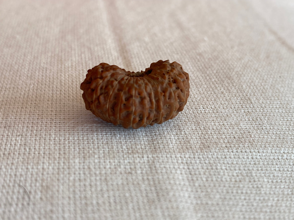 ジャワ産ルドラクシャ２０面★ブラフマー(24-B) 