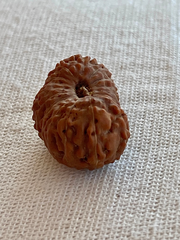 ジャワ産ルドラクシャ２０面★ブラフマー(24-B) 