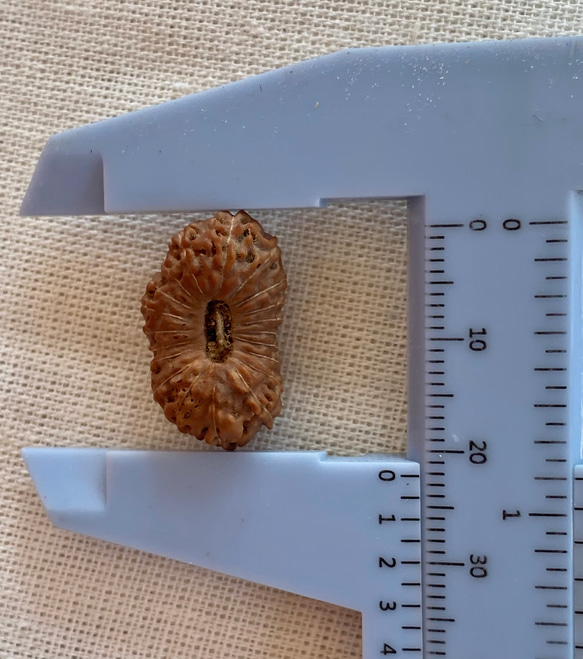 ジャワ産ルドラクシャ２０面★ブラフマー(24-B) 