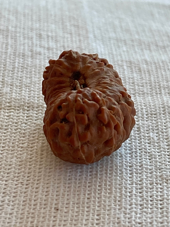 ジャワ産ルドラクシャ２０面★ブラフマー(24-B) 