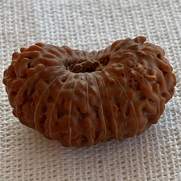 ジャワ産ルドラクシャ２０面★ブラフマー(24-B) 