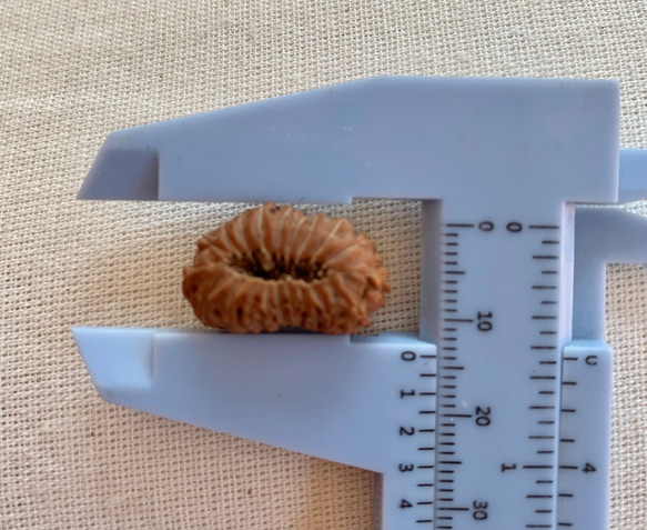 ジャワ産ルドラクシャ２０面★ブラフマー(24-B) 