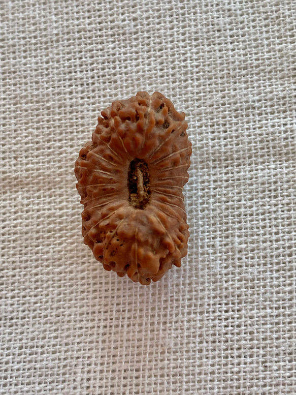 ジャワ産ルドラクシャ２０面★ブラフマー(24-B) 