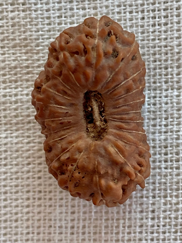 ジャワ産ルドラクシャ２０面★ブラフマー(24-B) 