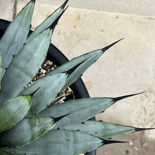 アガベ マクロアカンサ 子株 Agave macroacantha ② 多肉植物 d