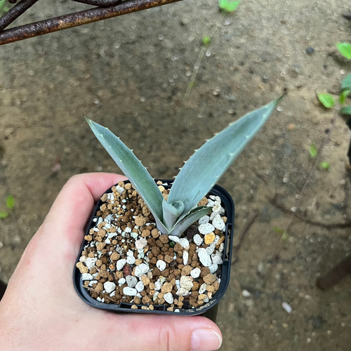 アガベ　マクロナカンサ　選抜株 アガベ マクロアカンサ 黄覆輪 Agave macroacantha 'Blue Ribbon
