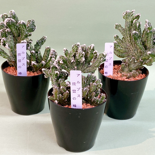 モンビレア 残雪の峰 ユーフォルビア その他インテリア雑貨 M plants