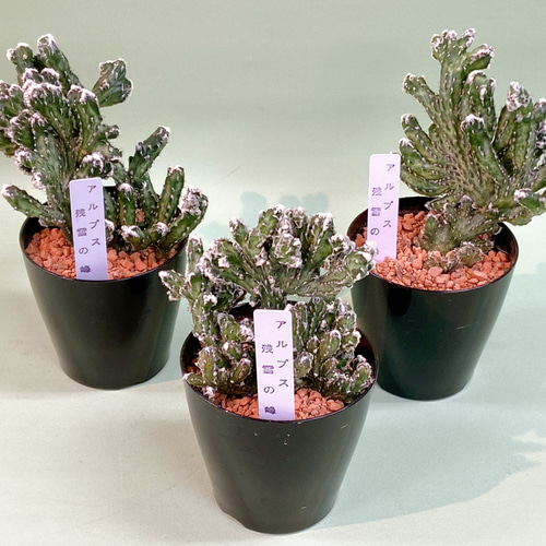 モンビレア 残雪の峰 ユーフォルビア その他インテリア雑貨 M plants