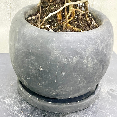 新作 根上がり 古株 フィカス ティネケ セメントボール その他