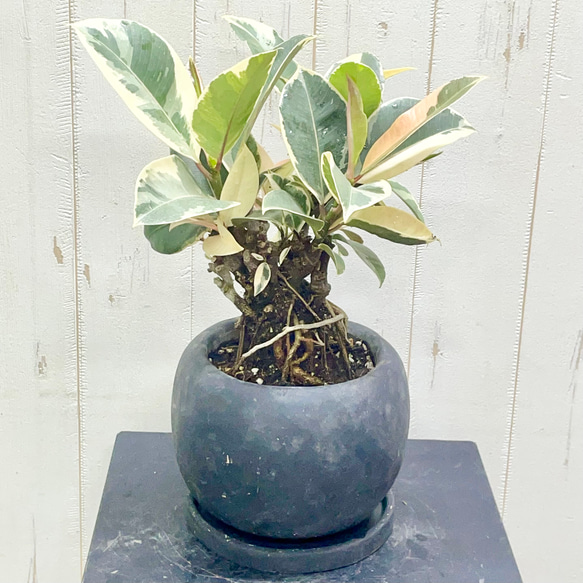 新作 根上がり 古株 フィカス ティネケ セメントボール その他